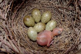 Ponte de pie bavarde avec un jeune coucou geai d’un jour et demi. / © Jean-Marie Durand
