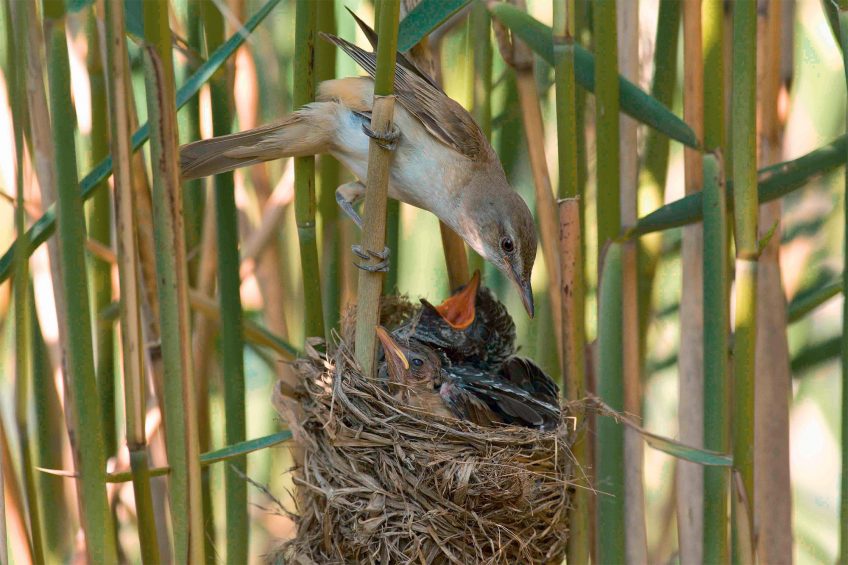 Pourquoi le jeune coucou tue-t-il tous les autres habitants du nid ? Pas seulement pour avoir assez à manger. Les jeunes passereaux s’envolent vers l’âge de 12 jours, bien avant lui. S’il y a d’autres petits, ses parents adoptifs risquent de l’abandonner à ce moment-là pour continuer à nourrir hors du nid leur progéniture rescapée. Le jeune coucou, un affamé nourri sans cesse par des parents plus petits