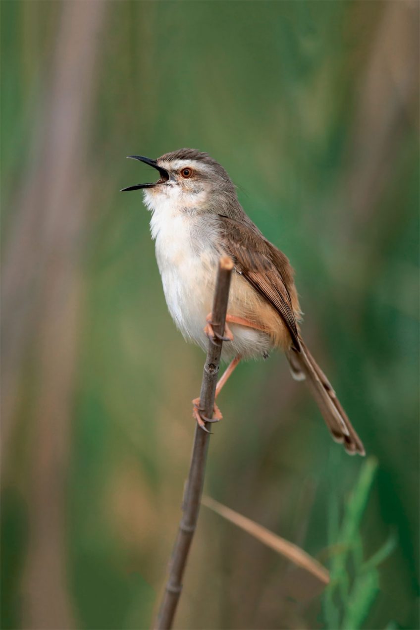 Les oiseaux parasites de couvée autour du monde