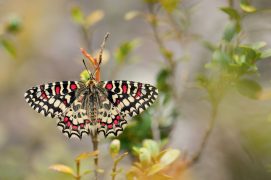 Proserpine / © Simon Bugnon