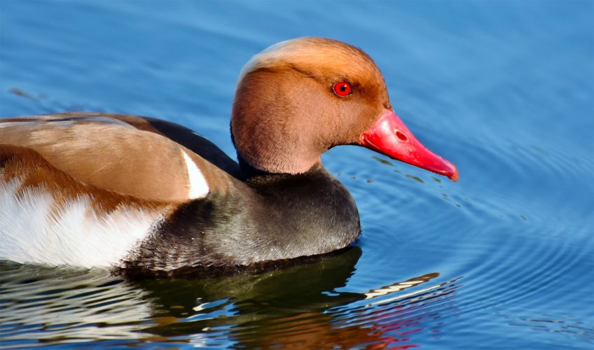 nette rousse et parasitisme de couvée