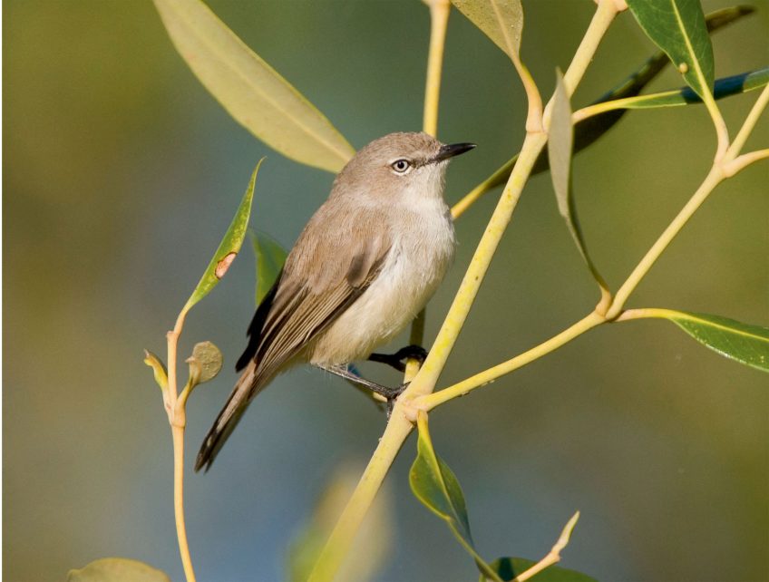 Les oiseaux parasites de couvée autour du monde