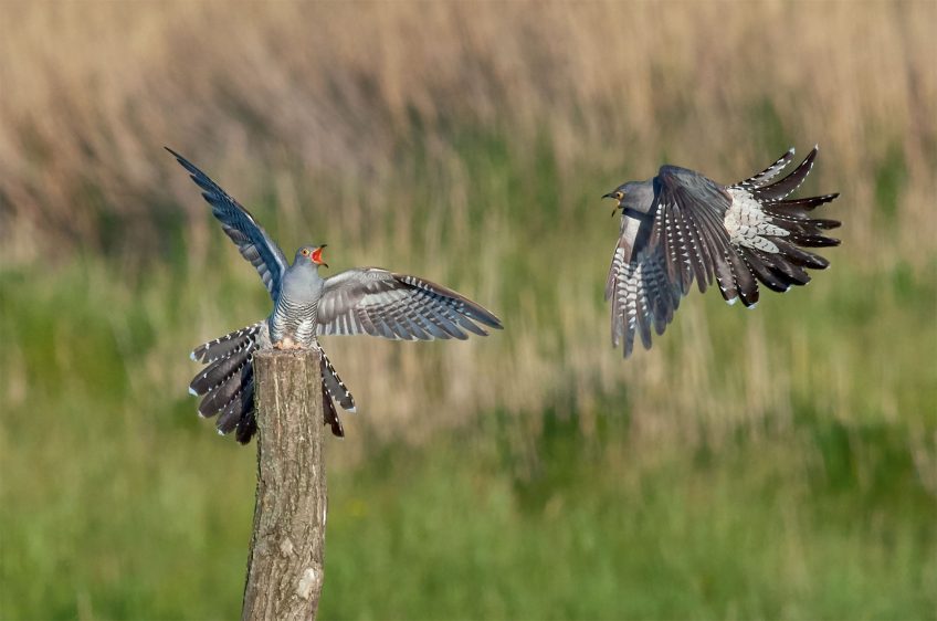 Pourquoi le coucou gris ressemble-t-il à un rapace ?