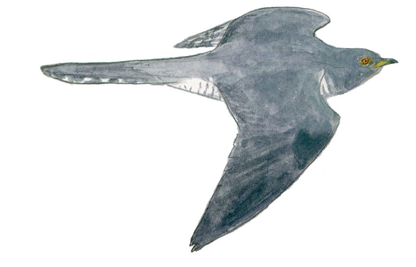 Pourquoi le coucou gris ressemble-t-il à un rapace ?