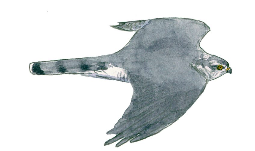 Pourquoi le coucou gris ressemble-t-il à un rapace ?