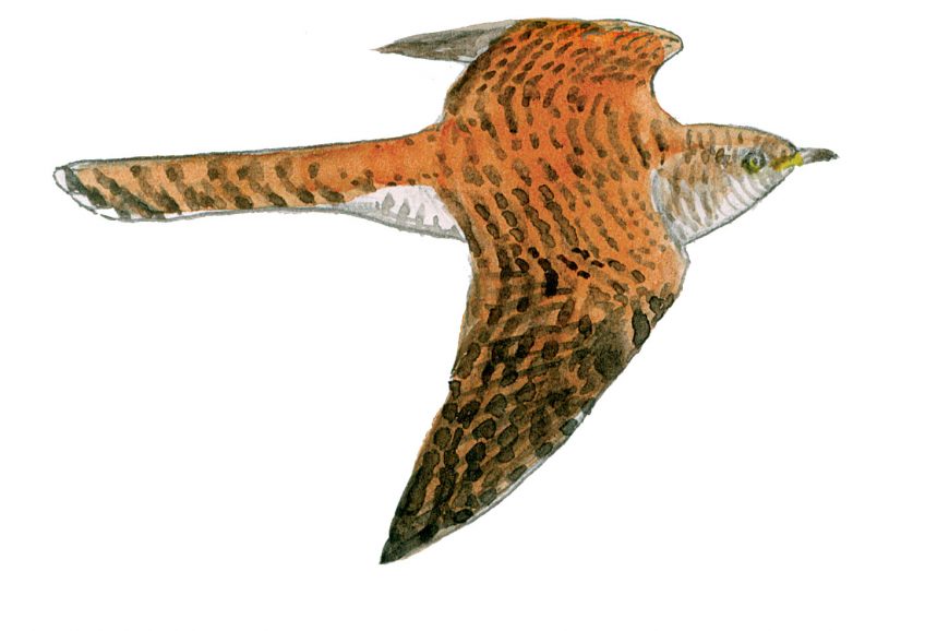 Pourquoi le coucou gris ressemble-t-il à un rapace ?