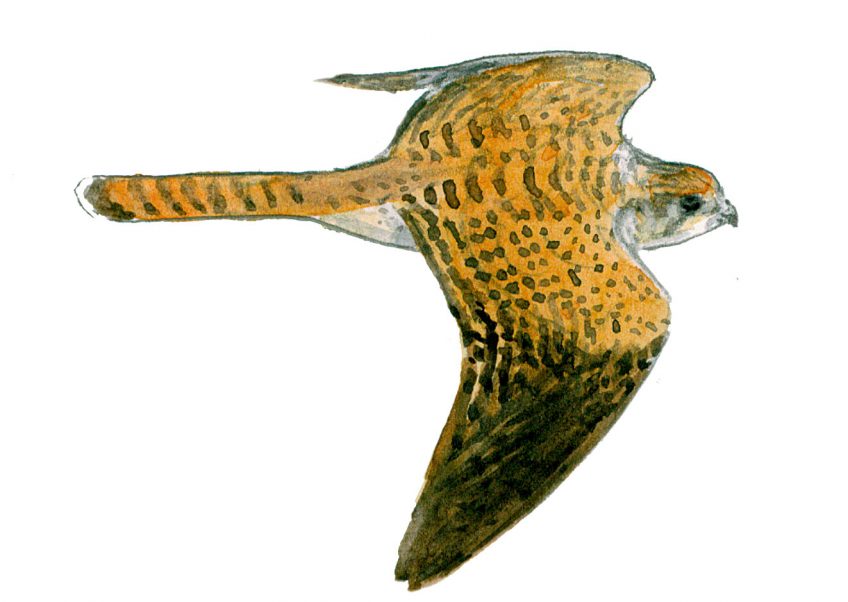 Pourquoi le coucou gris ressemble-t-il à un rapace ?