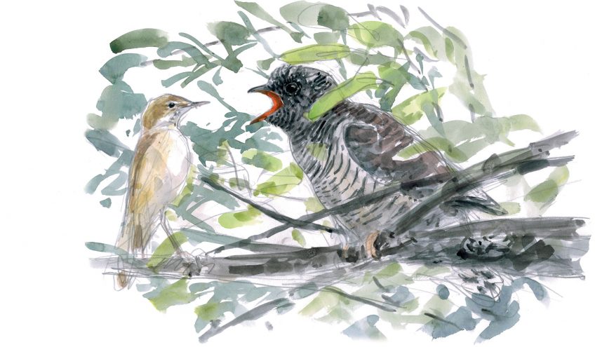 Les dessins de coucou gris du peintre naturaliste Jean Chevallier