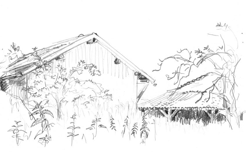 Les dessins de coucou gris du peintre naturaliste Jean Chevallier