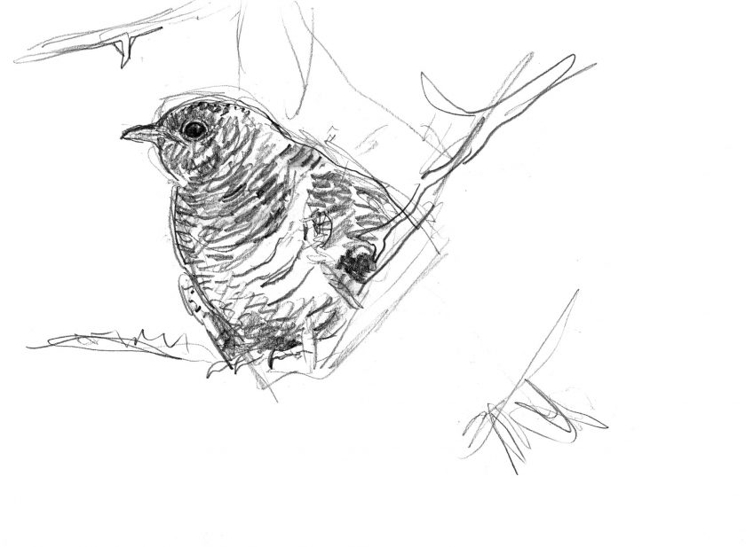 Les dessins de coucou gris du peintre naturaliste Jean Chevallier