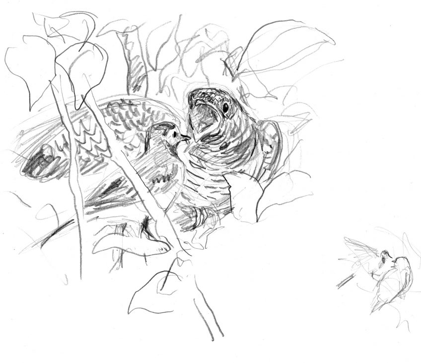 Les dessins de coucou gris du peintre naturaliste Jean Chevallier