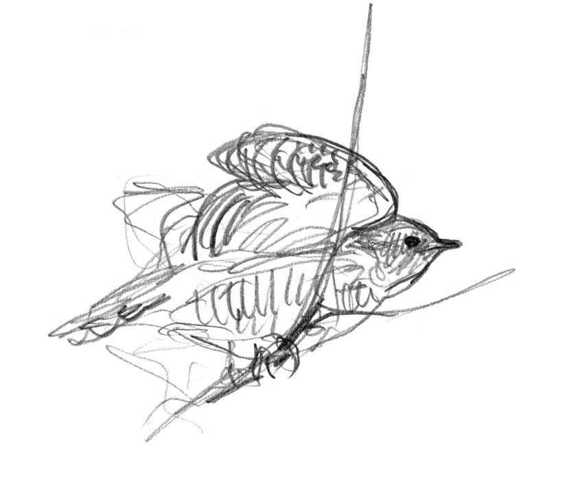 Les dessins de coucou gris du peintre naturaliste Jean Chevallier