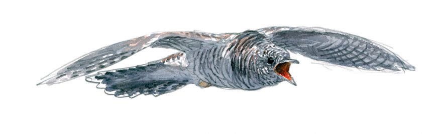 Les dessins de coucou gris du peintre naturaliste Jean Chevallier