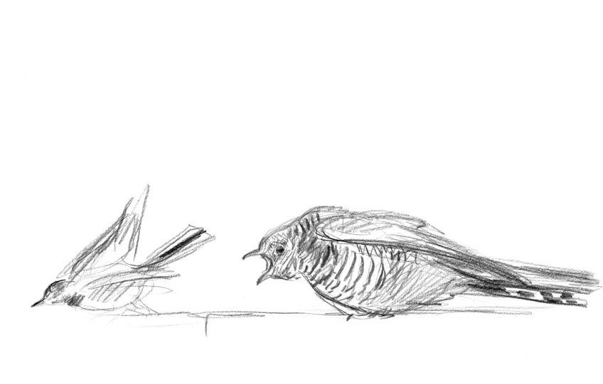 Les dessins de coucou gris du peintre naturaliste Jean Chevallier