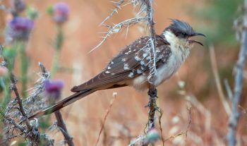 Tout autour de la Méditerranée, le coucou geai fréquente les espaces semi-arides avec pins parasols ou chênes lièges, les plantations d’oliviers ou d’amandiers, les clairières et les lisières. Ce bel oiseau au plumage contrasté est également migrateur au long cours et amateur de chenilles urticantes. Mâles et femelles défendent un territoire qui contient plusieurs nids de corvidés.