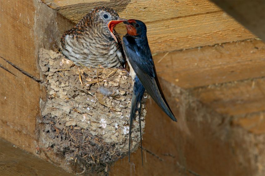 Très rarement, en croyant parasiter un nid de rougequeue noir, il arrive qu’une femelle coucou ponde son oeuf chez une hirondelle rustique. Le jeune coucou, un affamé nourri sans cesse par des parents plus petits