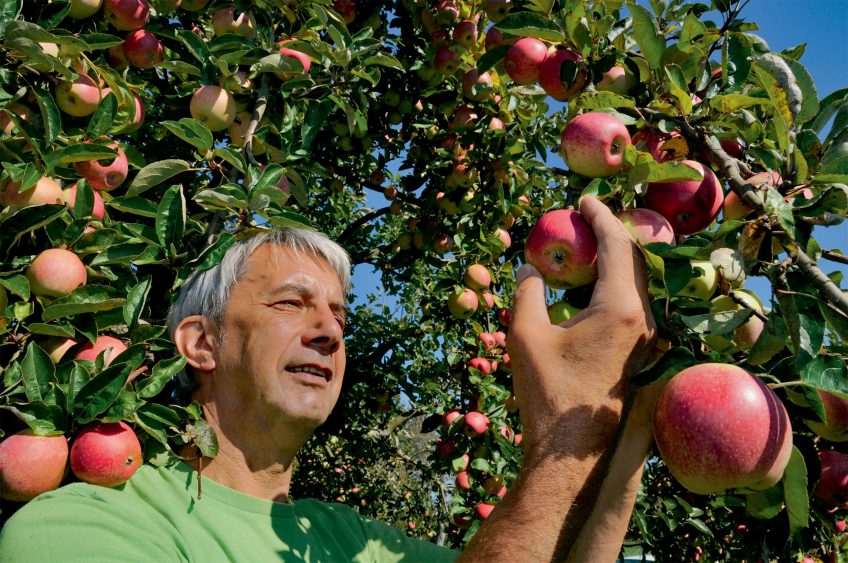 La Salamandre restaure un verger dans le Jura