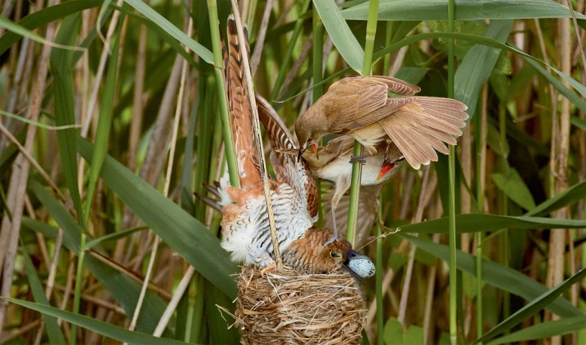 Comment le coucou gris pond-il son œuf dans le nid d'autres oiseaux ?