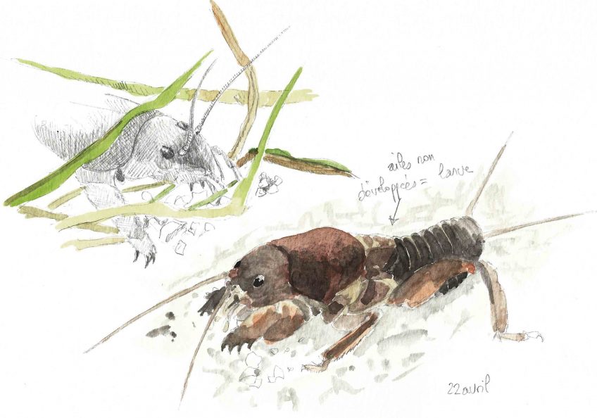 Courtillière monstre au jardin La Salamandre