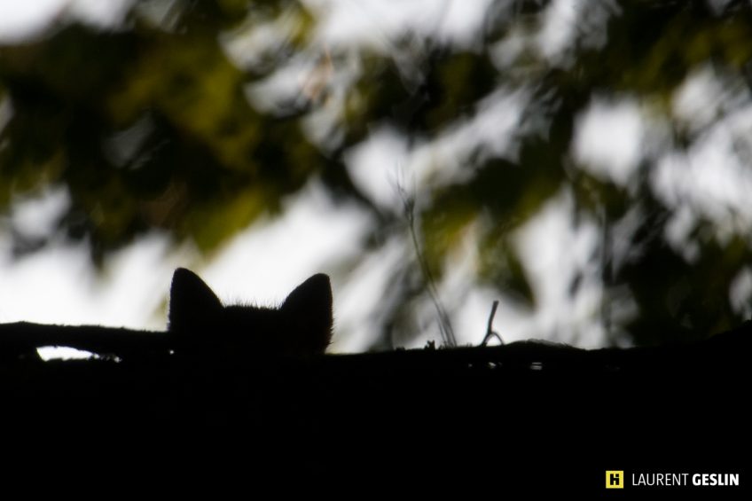 Histoires d'images - L'odyssée du renard