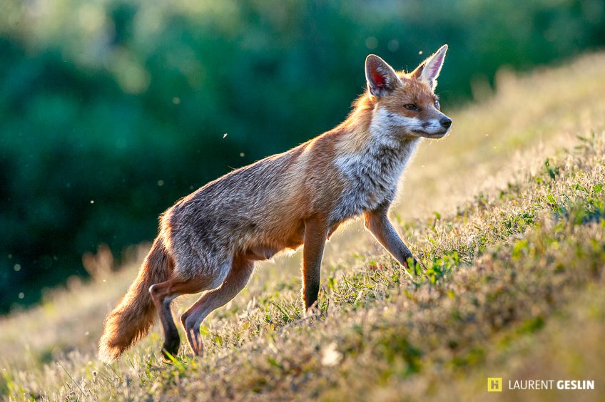 Histoires d'images - L'odyssée du renard