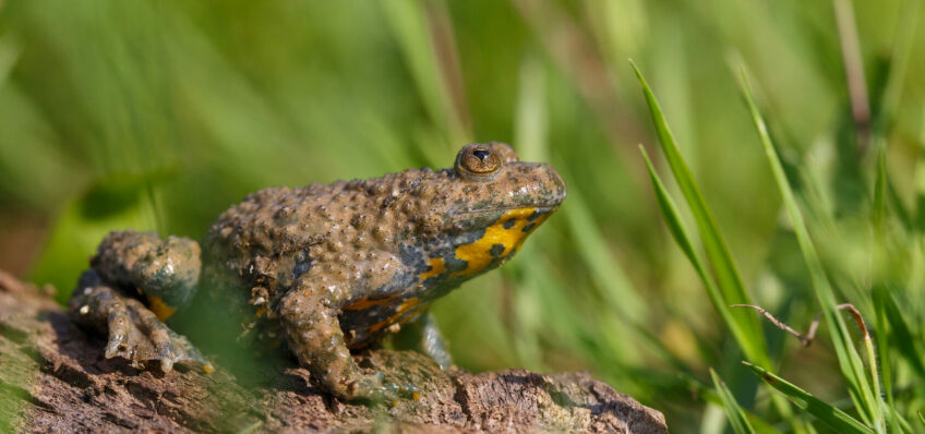 sonneur à ventre jaune