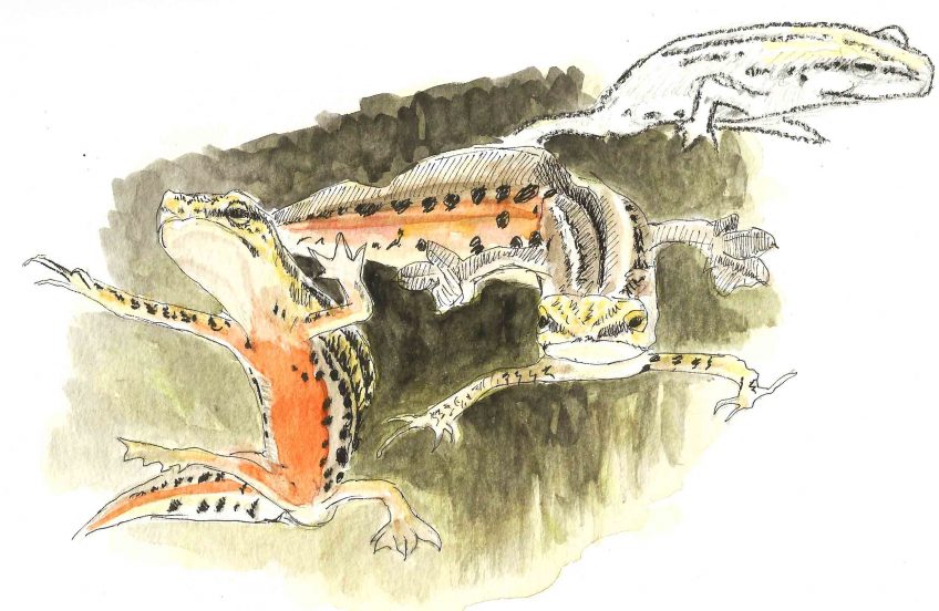 Tritons, des dragons au jardin - La Salamandre