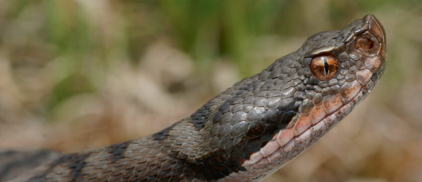 6 idées reçues sur les vipères