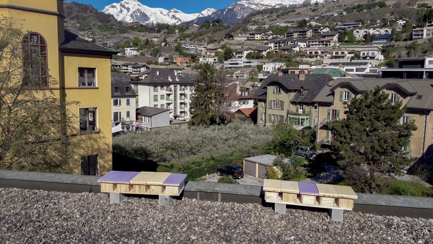 Nichoirs à martinets sur le toit d'un batiment