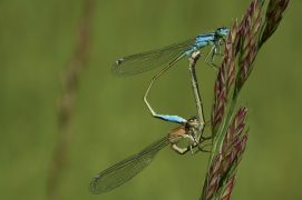 Couple d'ischnures élégantes / © Sébastien Poiret