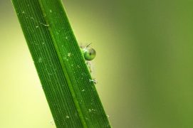 Agrion en train d'émerger / © Sébastien Poiret 