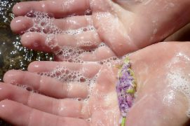 Trempez vos mains dans l’eau, puis faites rouler les fleurs de la saponaire entre vos paumes. Une mousse douce et fine se forme peu à peu. Un vrai plaisir de se laver les bras, le visage…