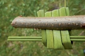 Et vos dents ? Fendez le bout d’une petite branche pour créer le manche de votre brosse. Pour les poils, coupez dix morceaux de jonc de 6 cm de long, pliez-les en deux et enroulez-les autour de deux brins d’herbe rigides avant de les glisser dans la fente. Egalisez au couteau si besoin.