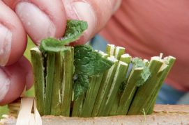 Coupez chaque tige une ou deux fois dans le sens de la longueur de sorte à obtenir des poils fins. Ligaturez le bout du manche. Pour rappeler le dentifrice mentholé, coincez de petits morceaux de feuilles de menthe entre les tiges.