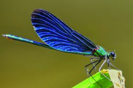 Calopteryx vierge / © Fotolia