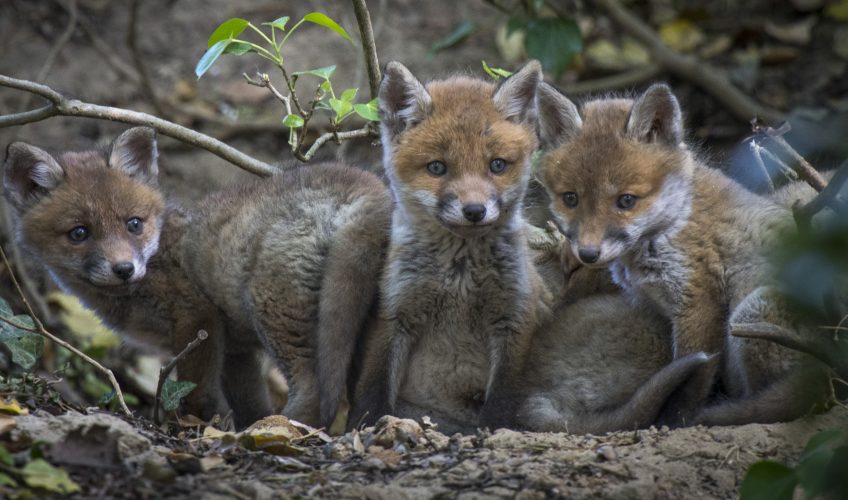 Des bébés renard jouent devant leur terrier