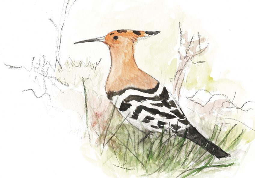 Huppe, notre plus bel oiseau du monde - La Salamandre