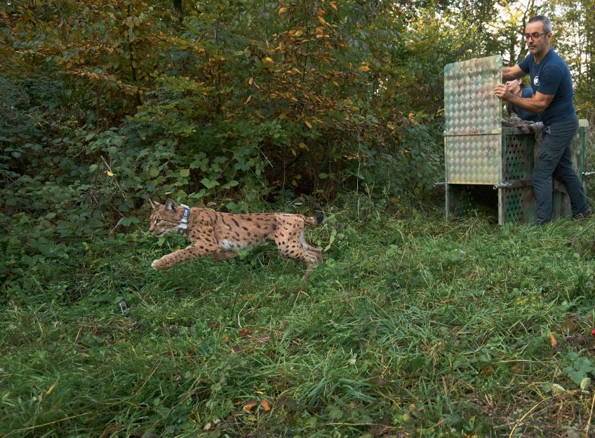 Lâcher de lynx soigné par le Centre Athénas