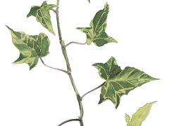 Lierre Lierre / © Jérôme Gremaud