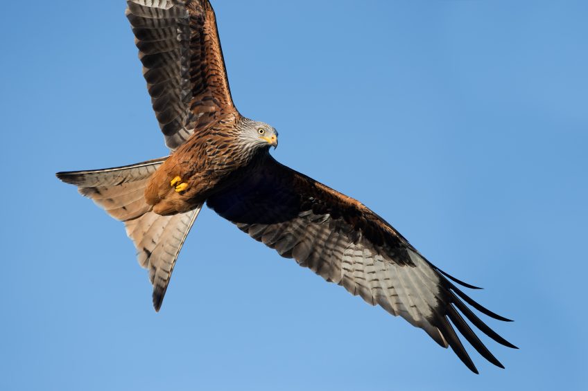 Différences entre milan noir et milan royal