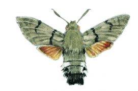 Presque tous les sphingidés sont nocturnes, à l’exception notamment du moro-sphinx. C’est un papillon de nuit qui vole en plein jour. Pilote extraordinaire devenu star des jardins, on l’appelle également sphinx colibri. Il visite les géraniums, les lavandes et d’autres fleurs sans même se poser. 