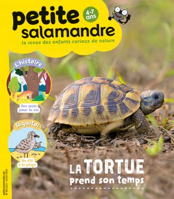 La petite salamandre - la tortue d'Hermann