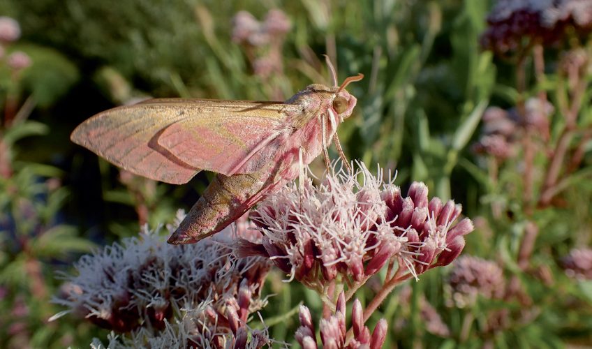 Plantez des fleurs pour attirer les papillons de nuit