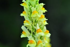 Semez des graines ou repiquez des plants d’espèces sauvages comme le chèvrefeuille, la saponaire, les silènes, le compagnon blanc, le liseron des haies, le compagnon rouge ou la linaire commune. N’oubliez pas d’arroser