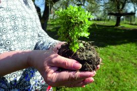 Prenez la motte de terre qui entoure les racines sans la briser pour la transplanter chez vous. Côté graines, vous devez attendre le bon moment pour semer (automne ou printemps).