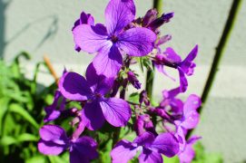 Les fleurs ornementales sont également très visitées et faciles à acclimater. Composez vos parterres avec les phlox, la belle-de-nuit, la julienne des dames, la lunaire ou monnaie-du-pape.