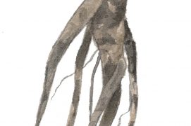 Racines de gypsophile Racines de gypsophile / © Sylvain Leparoux