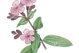 Saponaire officinale Saponaire officinale / © Sylvain Leparoux