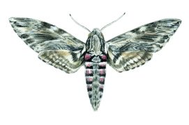 Autre as du pilotage, le sphinx du liseron stabilise lui aussi son vol et déroule sa trompe pour accéder au nectar. Sa langue mesure jusqu’à 13 cm ! Qui dit mieux ? Aucun papillon européen. Il est battu en Amérique du Sud par le sphinx de Walker qui possède une trompe de 28 cm.