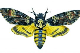 Le plus grand des sphinx est bien nommé sphinx tête-de-mort. Son envergure atteint 13 cm pour un corps de 6 cm de long. C’est aussi le plus lourd de tous les lépidoptères de nos contrées. Phénomène très rare chez les papillons, il est même capable d’émettre des sons grâce à sa trompe.  / © Pierre Baumgart